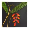 HELICONIA ROSTRATA